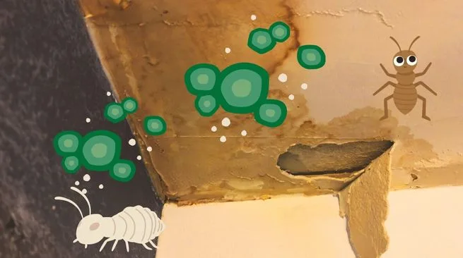 雨漏りを放置するリスクとその代償と補修タイミング